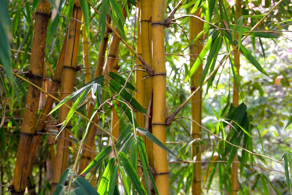 siepe bambù