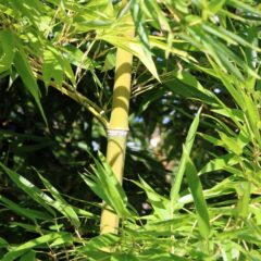 pianta bambu