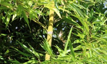 pianta bambu