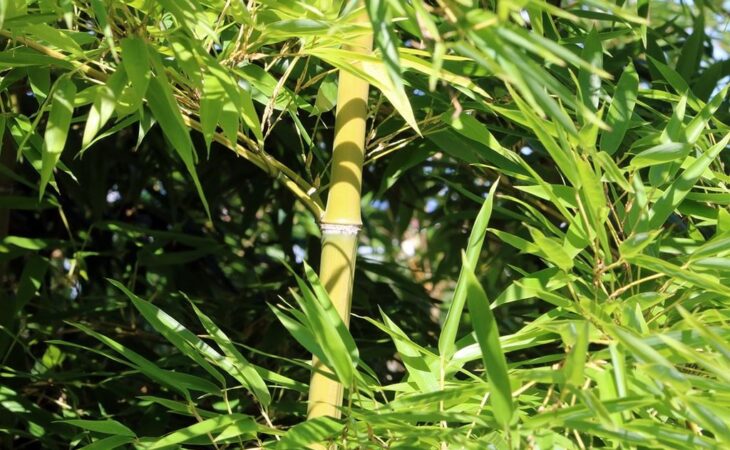 pianta bambu