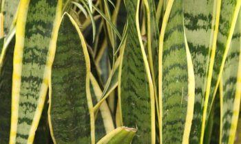 sansevieria pianta