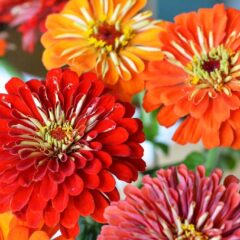 fiore zinnia