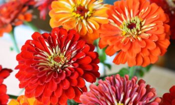 fiore zinnia