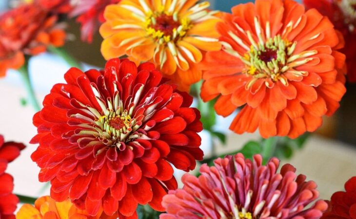 fiore zinnia