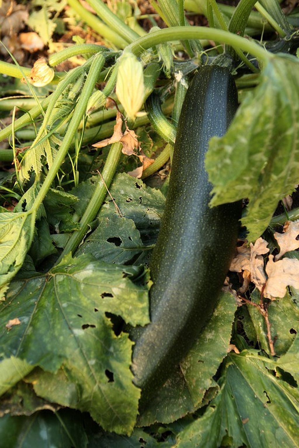 zucchine semina