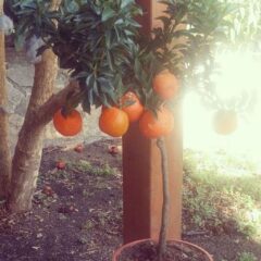 chinotto frutto
