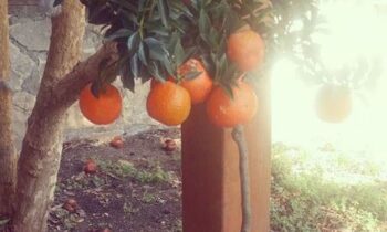 chinotto frutto
