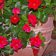 dipladenia sundaville