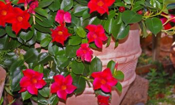 dipladenia sundaville