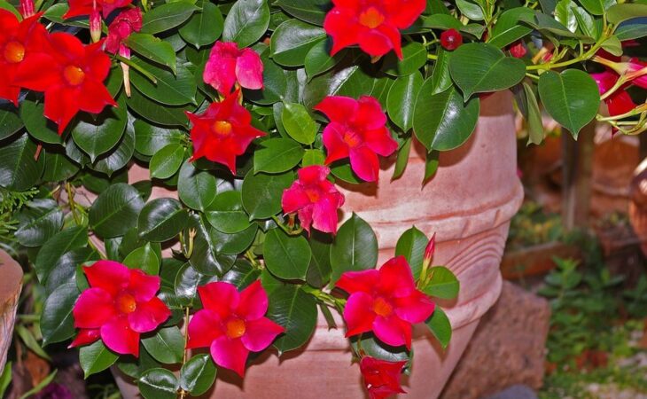 dipladenia sundaville