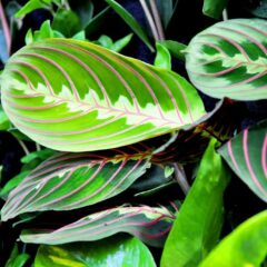 maranta leuconeura