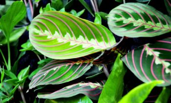 maranta leuconeura