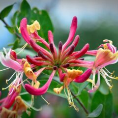lonicera caprifoglio