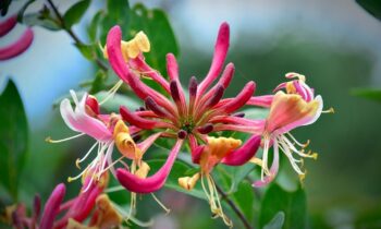 lonicera caprifoglio