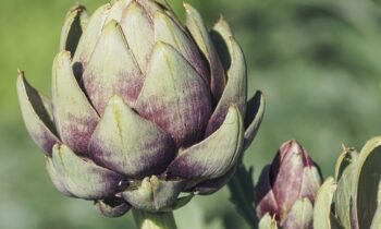 carciofi coltivazione