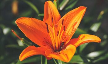 lilium fiore