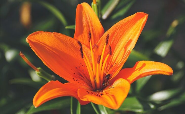 lilium fiore