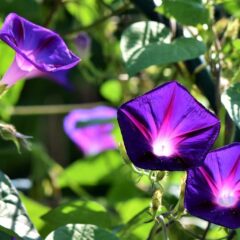 ipomea violacea