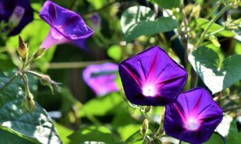 ipomea violacea