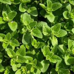 origano pianta