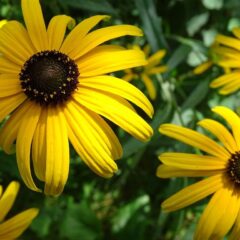 rudbeckia fulgida