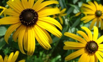 rudbeckia fulgida