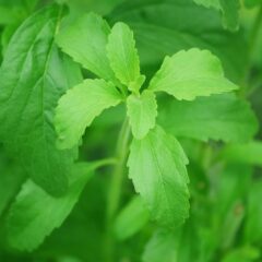stevia dolcificante