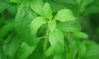 stevia dolcificante