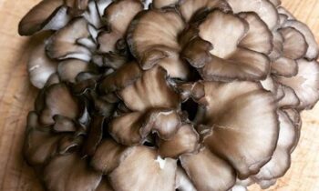 grifoni funghi