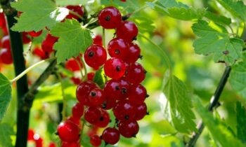 ribes rosso coltivazione