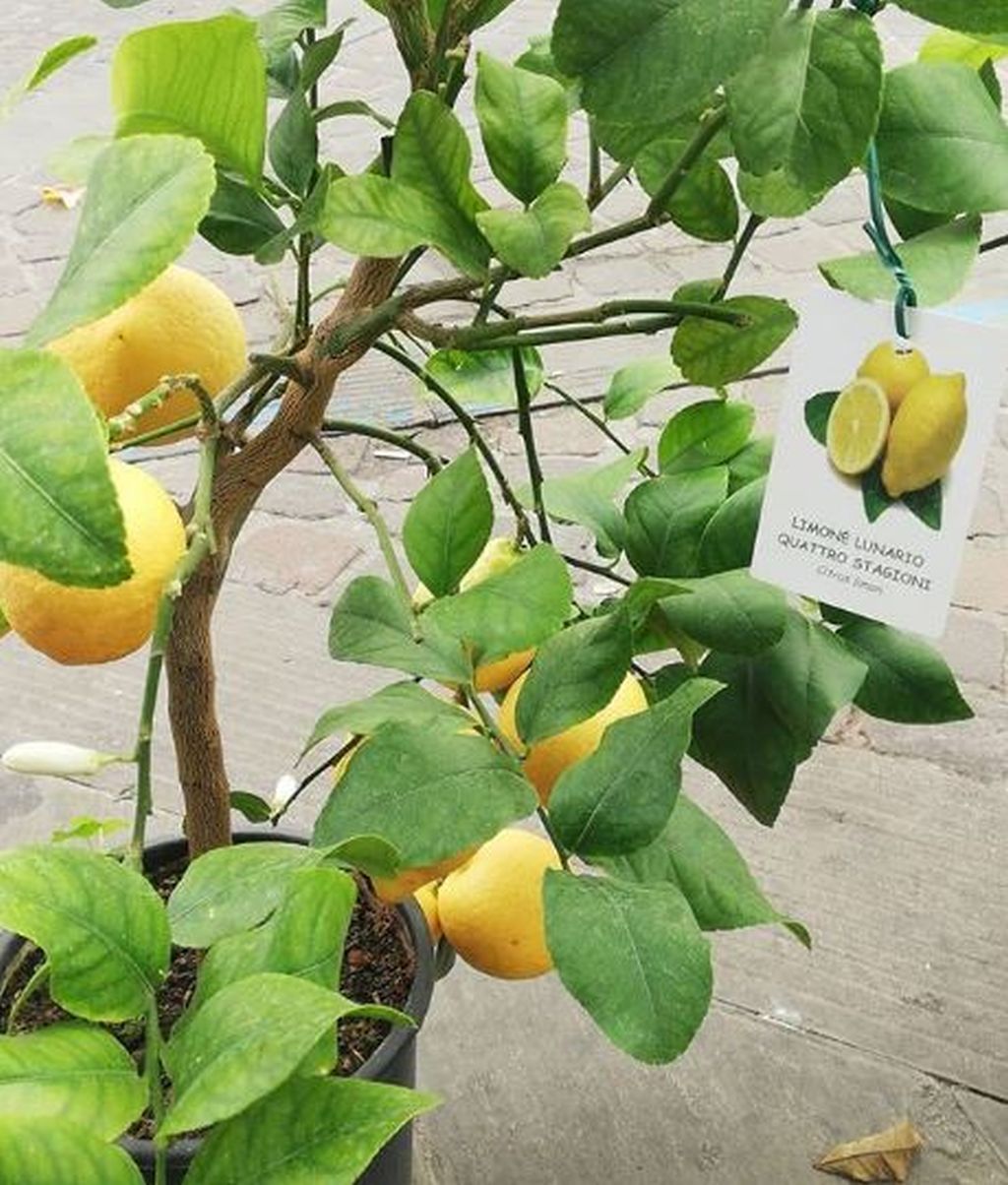 potatura limone quattro stagioni