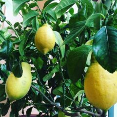 limone 4 stagioni