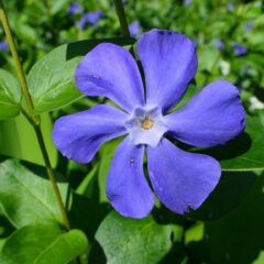 vinca