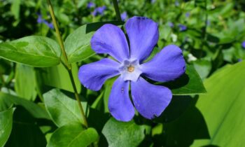 vinca
