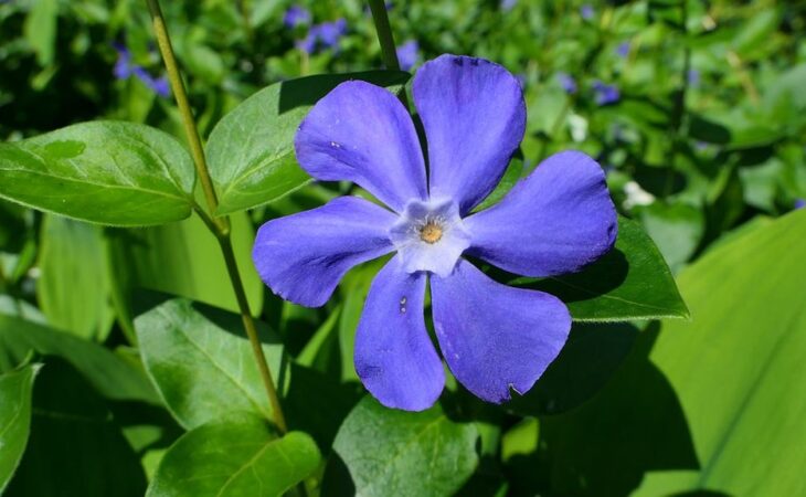 vinca