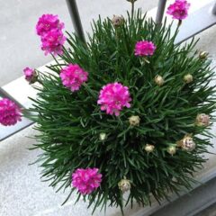 armeria maritima