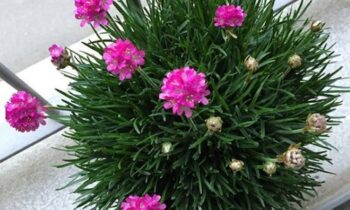 armeria maritima
