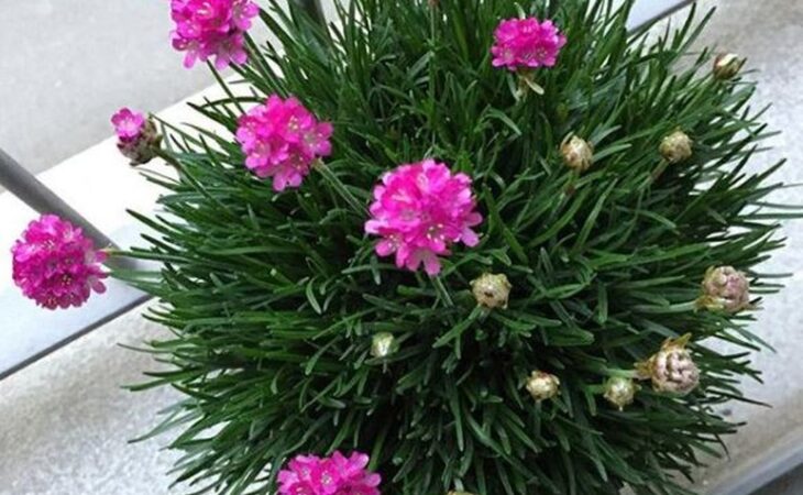armeria maritima