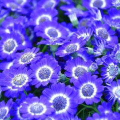 cineraria pianta