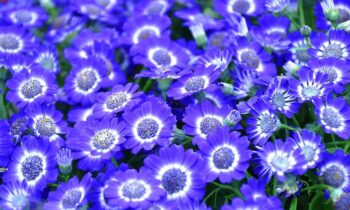 cineraria pianta