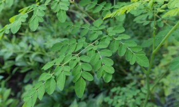 moringa oleifera