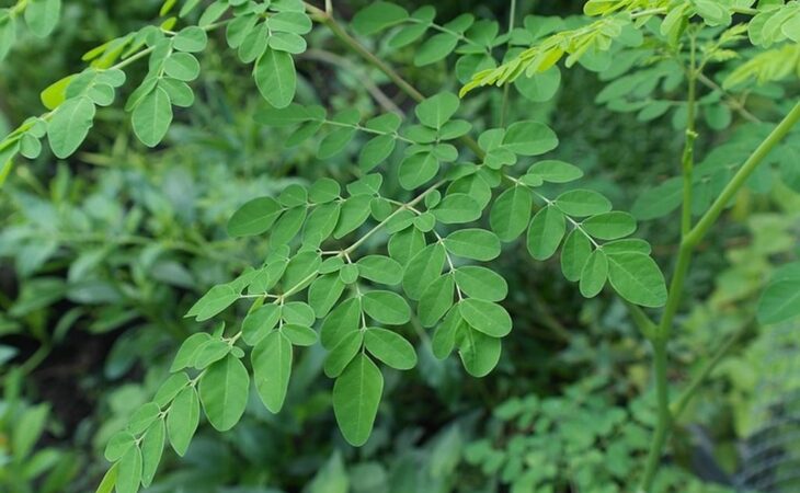 moringa oleifera