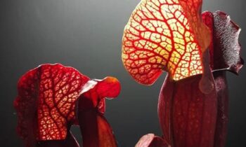 sarracenia coltivazione