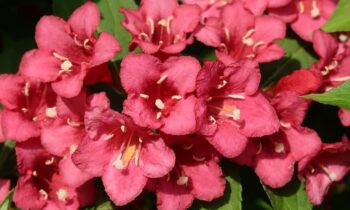 weigela rumba