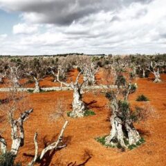 xylella