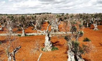 xylella