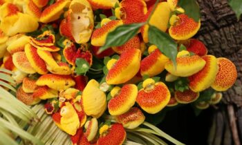 calceolaria pianta