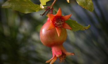 melograno albero