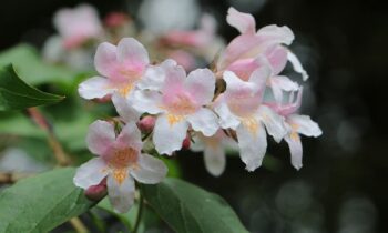 abelia kaleidoscope