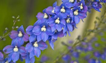 delphinium fiore